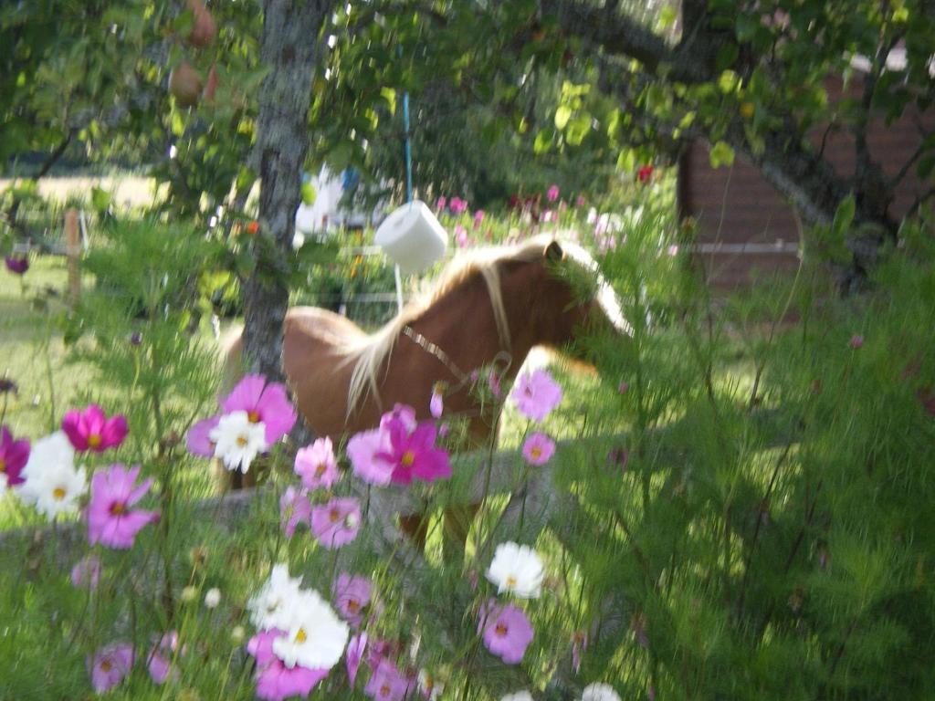 Le Trot'In Chair Bed & Breakfast Martigny-le-Comte Exterior photo